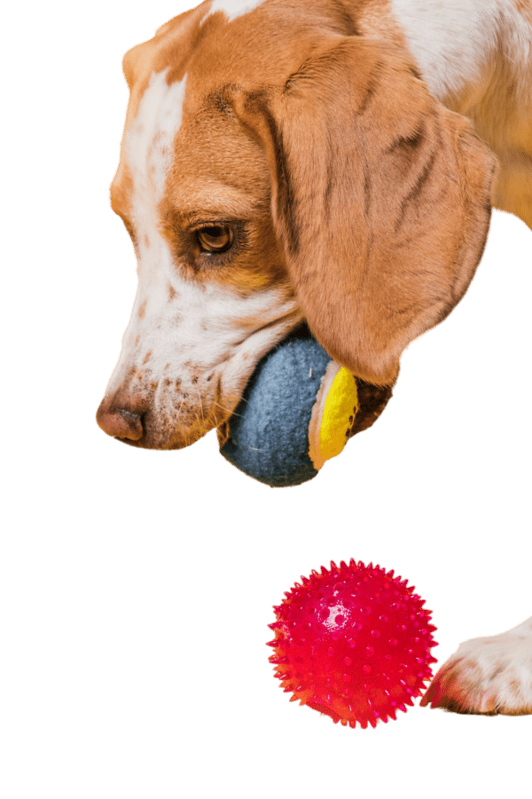 Precisa limpar brinquedo de cachorro? Saiba como fazer corretamente
