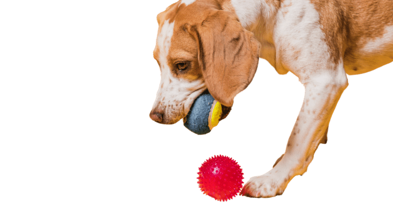 Precisa limpar brinquedo de cachorro? Saiba como fazer corretamente