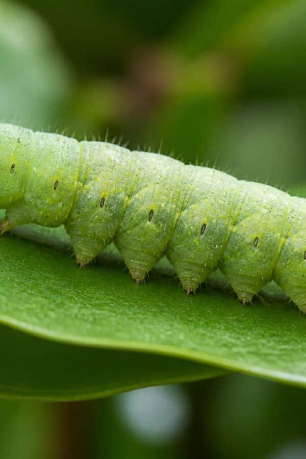 Lagarta verde descansando sobre uma folha verde em um ambiente natural.