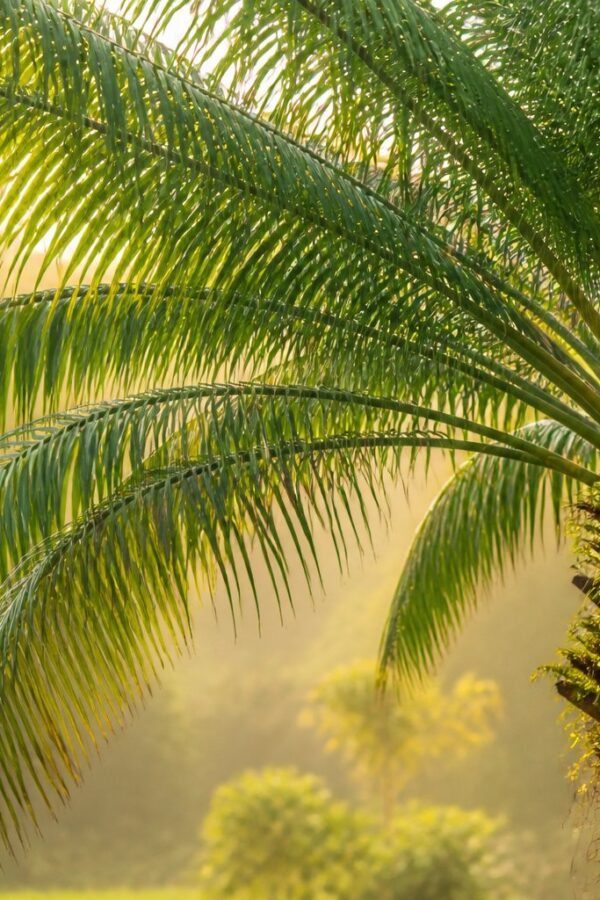 Árvore macumbeira verde sob luz suave do sol em um ambiente natural tranquilo.